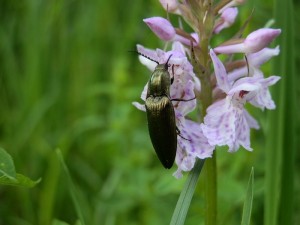 beskid wyspowy 41 (1)